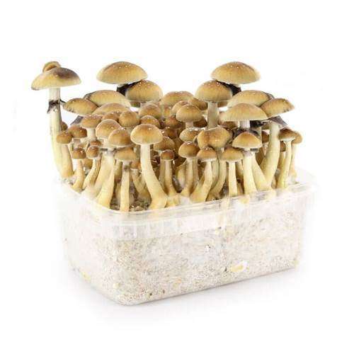 Mazatapec Mushroom Grow Kit Mazatapec Mushroom Grow Kit for sale
