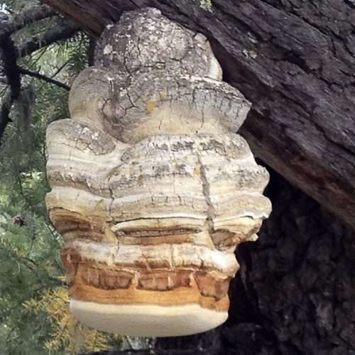 agarikon Agarikon Mushrooms
