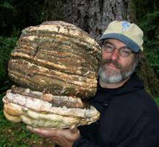 Agarikon Mushrooms Agarikon
