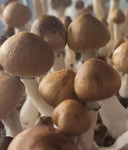 Jedi Mind Fuck Spore Syringe Buy Jedi Mind Fuck Mushroom Spores