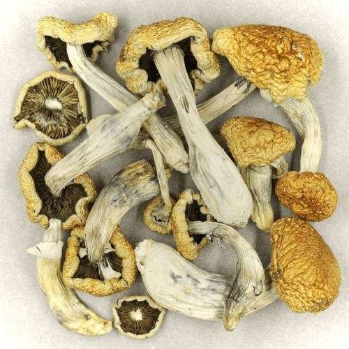 Buy Mazatapec Magic Mushrooms Mazatapec Magic Mushrooms for sale usa
